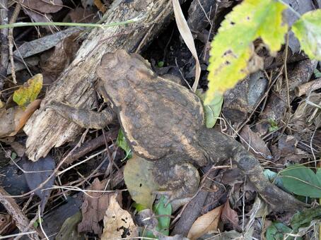大きなカエル カエル,かえる,冬眠の写真素材
