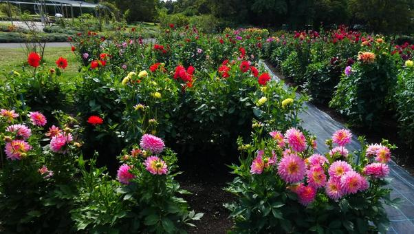 百合原公園のダリア園 ダリア,花,開花の写真素材