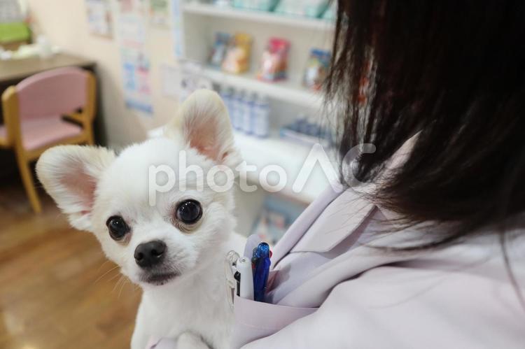 ペットクリニックの獣医さん 獣医,女医,白衣の写真素材