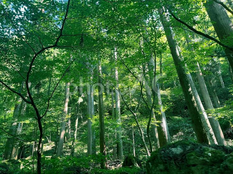 森　木漏れ日 森,木漏れ日,森林の写真素材