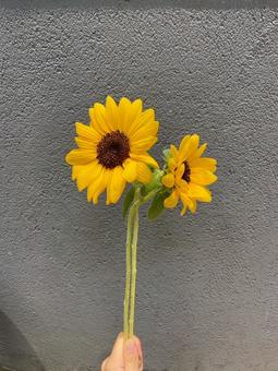 ひまわりの写真