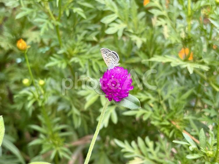 アイキャッチに使える蝶と花の写真 花,蝶,夏の写真素材