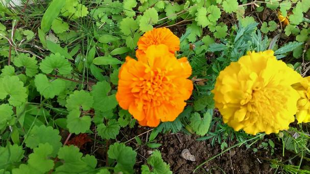 マリーゴールド マリーゴールド 花,植物,マリーゴールドの写真素材