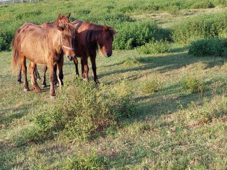 馬 馬,動物,生き物の写真素材