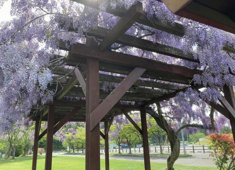 藤棚の写真