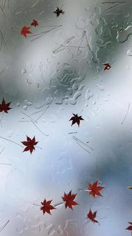濡れたガラスに落ちた紅葉の葉 濡れたガラスに落ちた紅葉の葉 紅葉,もみじ,落ち葉の写真素材