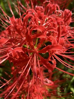 彼岸花　5 ヒガンバナ,彼岸花,ヒガンバナ科の写真素材