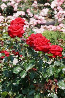 荒牧バラ園693　サラバンド 兵庫県,荒牧バラ園,バラの写真素材