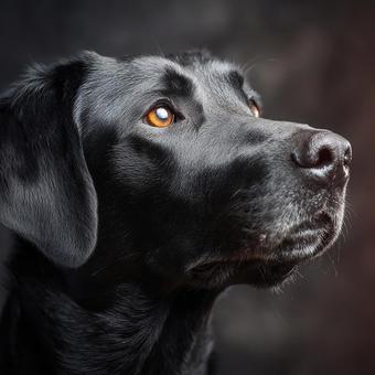 賢そうな目をした犬 賢そうな目をした犬の写真