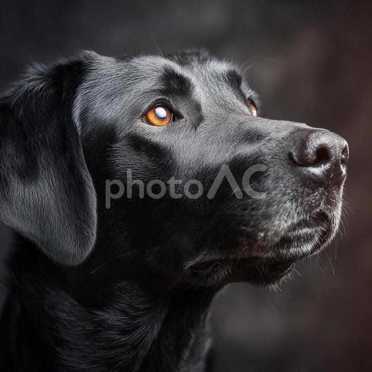 賢そうな目をした犬 ラブラドールレトリバー,犬,動物の写真素材