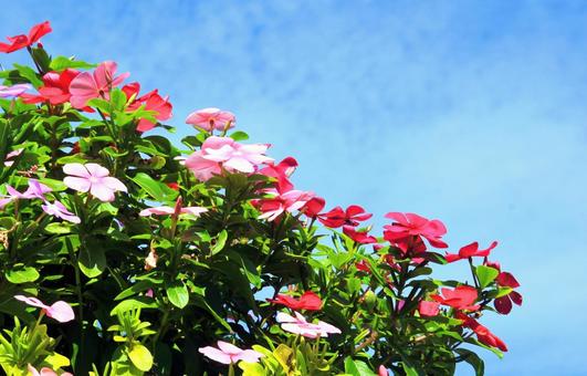 秋晴れの青空に映えるインパチェンスの花 秋晴れの青空に映えるインパチェンスの花 インパチェンス,花,園芸植物の写真素材