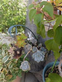 リトルガーデン ガーデニング,栽培,グリーンの写真素材