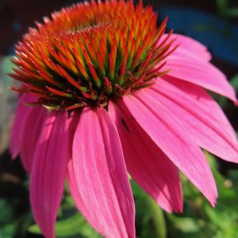 エキナセア エキナセア エキナセア,花,花びらの写真素材