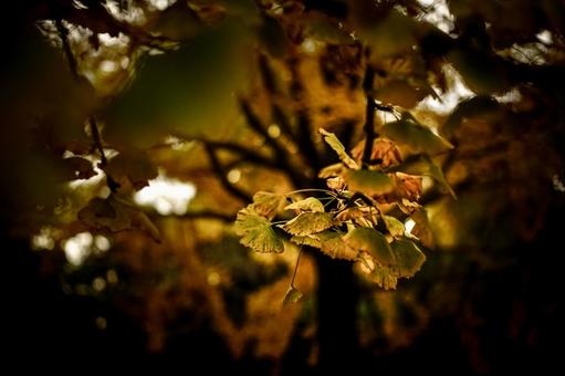 ＜素材＞黄色く紅葉したイチョウ並木の葉 紅葉,イチョウ,イチョウ並木の写真素材