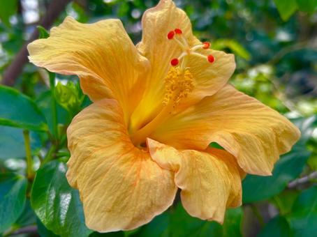 ハイビスカスの写真