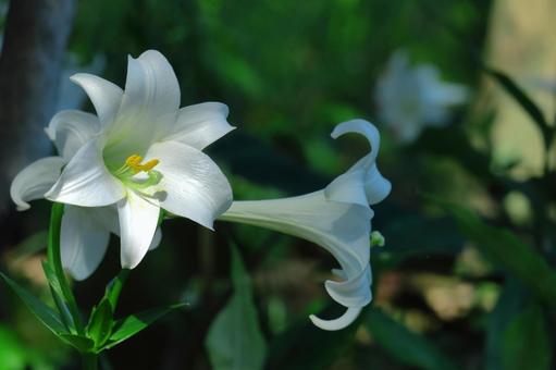 A flower that symbolizes chastity, JPG A flower that symbolizes chastity, lírios, lírio, flor, JPG
