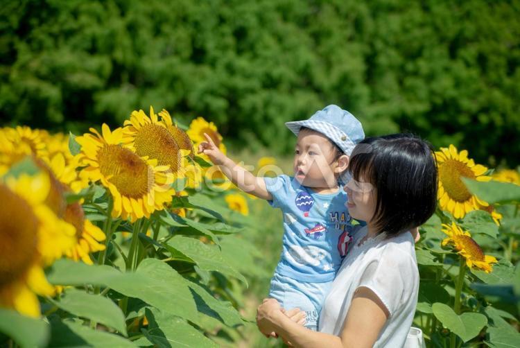 ひまわりに興味をもつ男の子 ひまわり,ひまわり畑,家族の写真素材