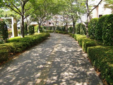 日陰の遊歩道-1 日陰,遊歩道,木の写真素材