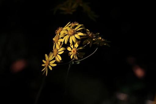 Photo, tsuwabuki, flower, yellow flowers, 