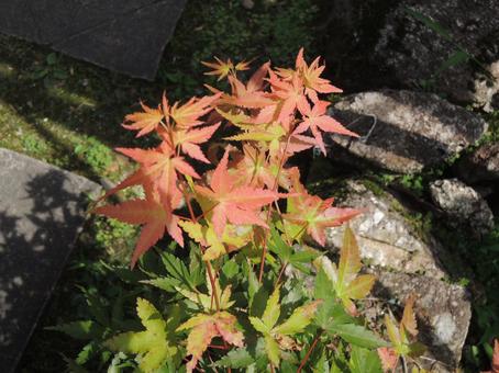 紅葉 紅葉 紅葉,葉っぱ,初夏の写真素材