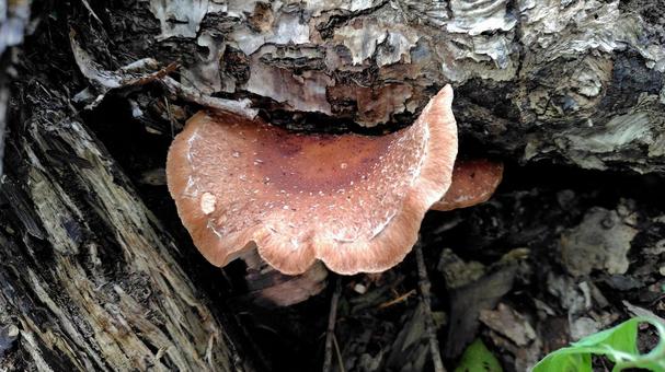 天然の椎茸 椎茸,きのこ,キノコ狩りの写真素材