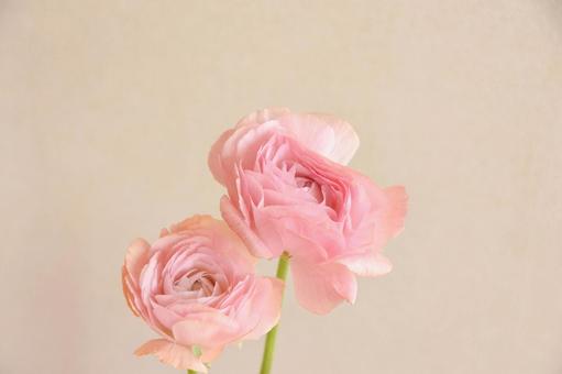 ピンクのラナンキュラス ピンクのラナンキュラスの写真
