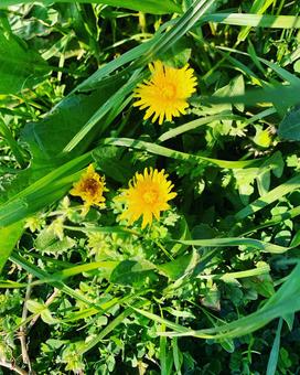 たんぽぽの写真