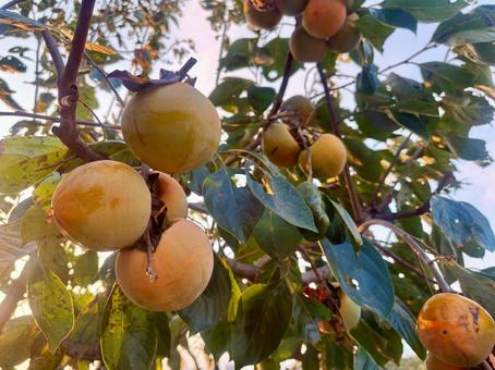 秋の庭に実った柿 秋,柿の木,茶色の写真素材
