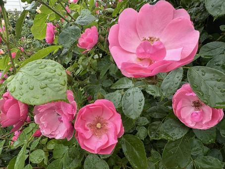 濃いピンクの薔薇 濃いピンクの薔薇 薔薇,バラ,ばらの写真素材