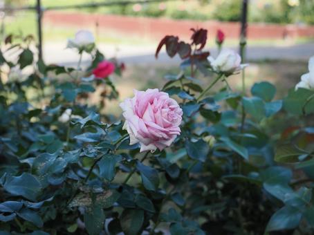 バラ園で咲くピンクの薔薇を撮りました バラ園で咲くピンクの薔薇を撮りましたの写真