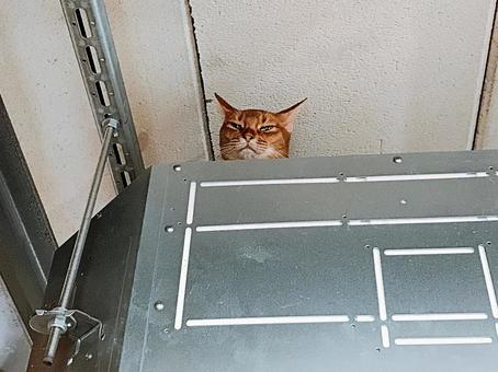 猫_4 ねこ,猫,アビシニアンの写真素材