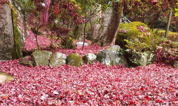 紅葉の落ち葉 紅葉の落ち葉の写真