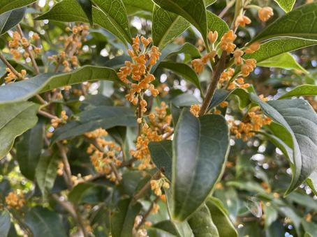 金木犀 金木犀 金木犀,きんもくせい,キンモクセイの写真素材