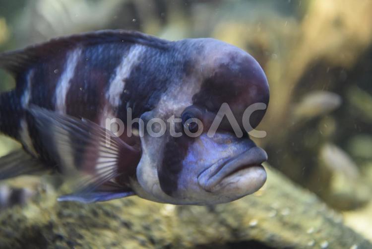 キフォティラピア・フロントーサの横顔 フロントーサ,魚,アフリカンシクリッドの写真素材