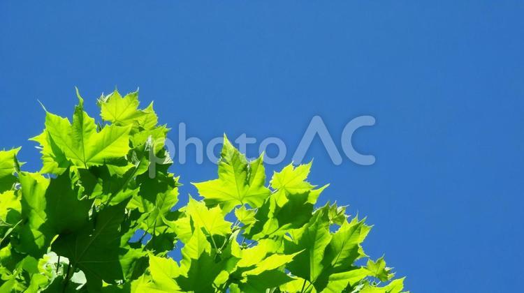 プラタナス　夏の青空　背景 プラタナス,背景,空の写真素材
