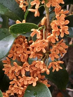 Osmanthus, JPG