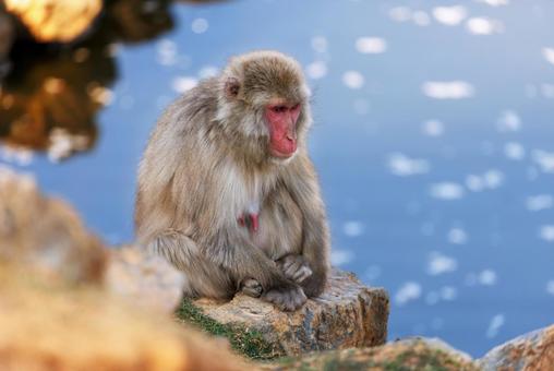 嵐山モンキーパークの猿 嵐山モンキーパークの猿 嵐山モンキーパーク,動物,ニホンザルの写真素材