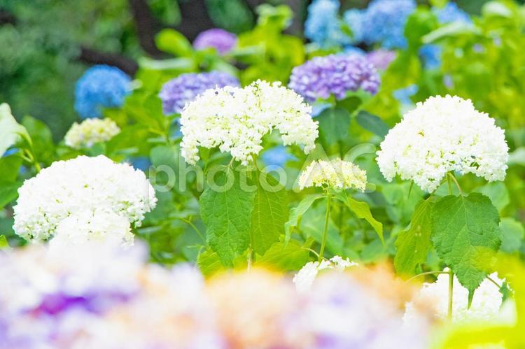 色とりどりの花が咲くあじさい園 アジサイ,あじさい園,群生の写真素材