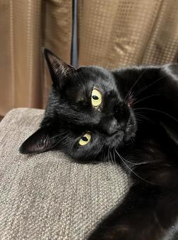 黒猫 黒猫の写真