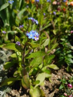 Photo, flower, plant, natural, 