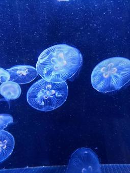 海月(くらげ) 海月(くらげ)の写真
