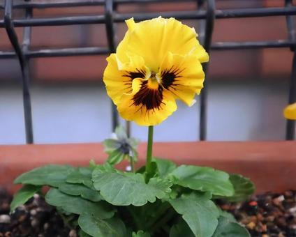 胡蝶草 パンジー,花,flowerの写真素材