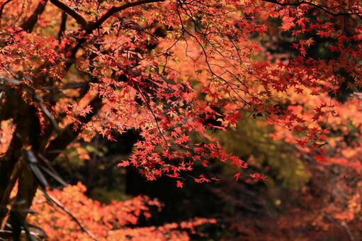 室生寺 室生寺,紅葉,もみじの写真素材