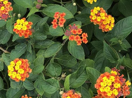 ランタナ 花,フラワー,オレンジの写真素材