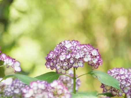 あじさいの写真