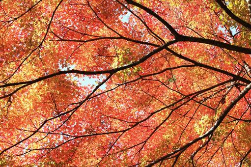 色づく紅葉 色づく紅葉 もみじ,楓,紅葉の写真素材