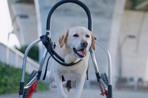 車椅子のラブラドールレトリバー 車椅子のラブラドールレトリバー 犬,ラブラドール,ラブラドールレトリバーの写真素材