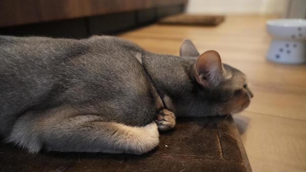 Photo, abyssinian, kitty litter, cat, 