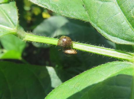 マルカメムシ マルカメムシ カメムシ,亀虫,害虫の写真素材