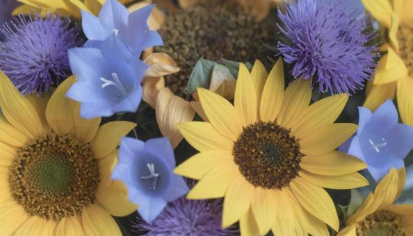 8月誕生花 ヒマワリ、トルコキキョウ 8月誕生花 ヒマワリ、トルコキキョウの写真